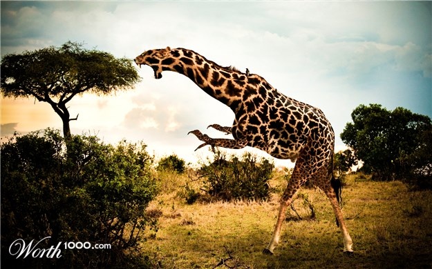 Image Result For Cheetah Wallpapers Image Result For Cheetah Wallpapers
