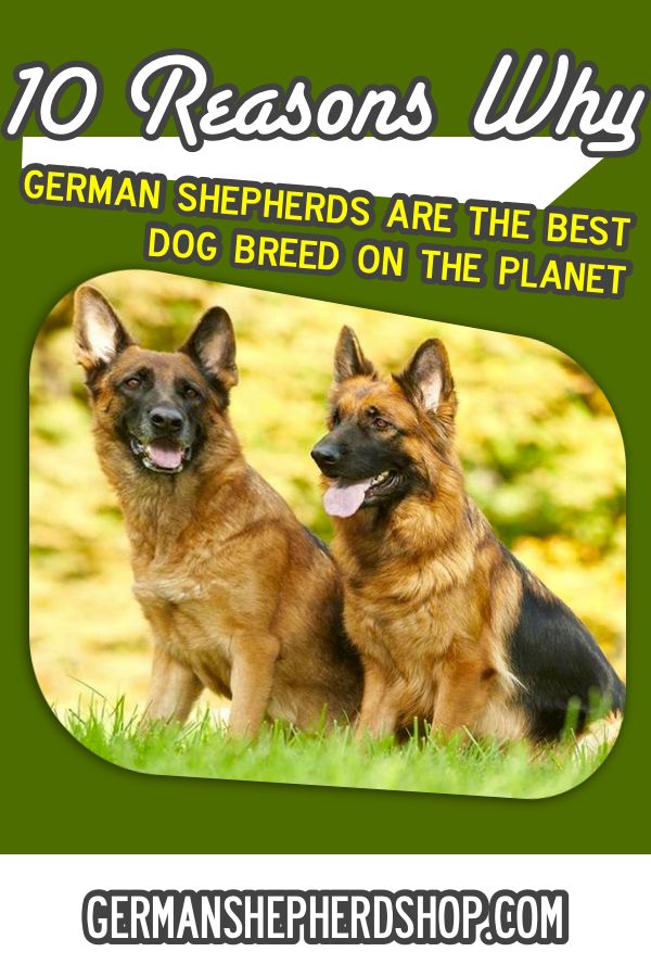 Can You Shave A German Shepherd For The Summer European German Shepherd Gets Shaved Youtube