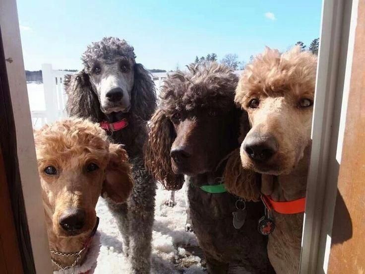 Hello Standardpoodle Poodle Puppy Puppy Training
