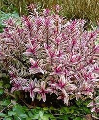 hebe heartbreakerworthwhile in your habitat zone 9 to 10 full sun to sun plantsshade - Shade Garden Ideas Zone 9 hebe heartbreakerworthwhile in your habitat zone 9 to 10 full sun to sun plantsshade - Shade Garden Ideas Zone 9