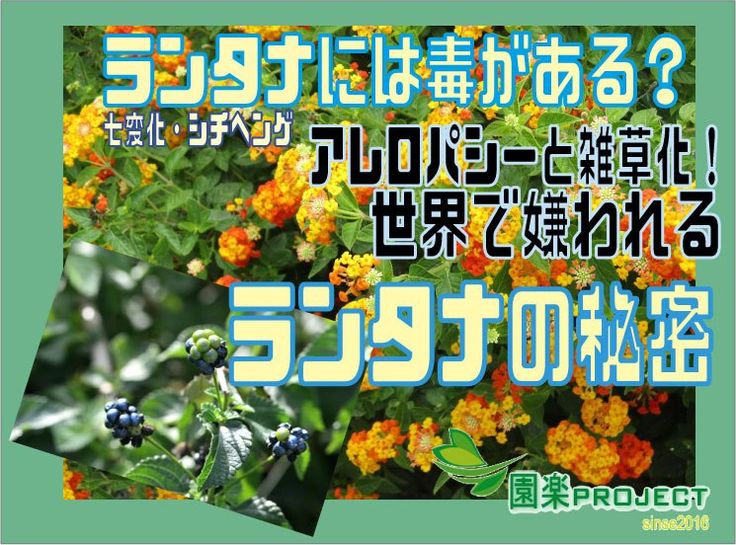 ランタナ 七変化 には毒がある アレロパシーと雑草化 世界で嫌われるランタナの秘密 園楽project 園芸 植物を楽しむ情報サイト ランタナ 雑草 低木 常緑 ランタナ 七変化 には毒がある アレロパシーと雑草化 世界で嫌われるランタナの秘密 園楽project 園芸 植物を楽しむ情報サイト ランタナ 雑草 低木 常緑