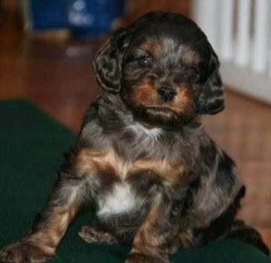 cockapoo puppies wisconsin best 25 cockapoo breeders ideas on cockapoo puppies cocker poodle and cockapoo puppies wisconsin best 25 cockapoo breeders ideas on cockapoo puppies cocker poodle and