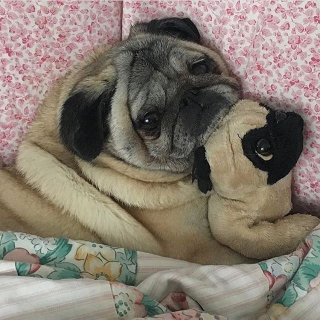 That Face Woof Oursister Cuppypugdashian Pugdashians