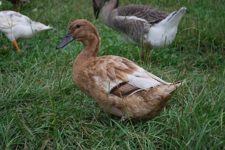 Download Golden 300 Hybrid Layer Duck | Backyard ducks, Pet ducks ...