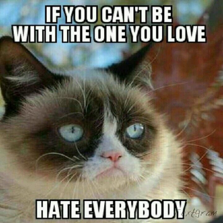117 best grumpy cat images on pinterest grumpy kitty, grumpy cat e08dc49c8d15e5987fe221f5db359207 grumpy cat meme cat memes 117 best grumpy cat images on pinterest grumpy kitty, grumpy cat,Busier Than A Meme