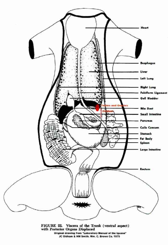 lizard organs photo by sledman8indy photobucket bearded dragon anatomy chart