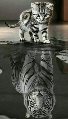 Cat Iphone X Wallpaper 479633429052370080 Wallpapers Hd - Cat Wallpaper Hd Iphone X Cat Iphone X Wallpaper 479633429052370080 Wallpapers Hd - Cat Wallpaper Hd Iphone X