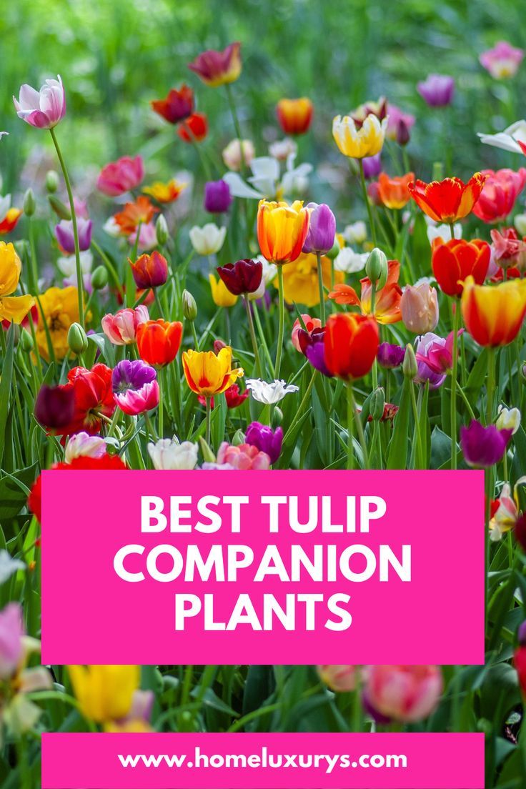 What to plant with tulips in pots