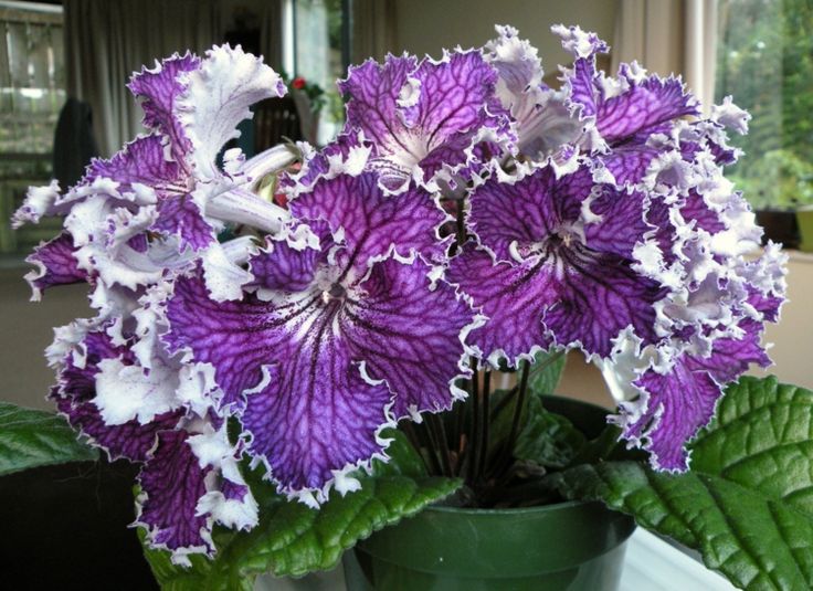 Die besten 25+ Blühende zimmerpflanzen Ideen auf Pinterest - lila blumen bestimmen Die besten 25+ Blühende zimmerpflanzen Ideen auf Pinterest - lila blumen bestimmen