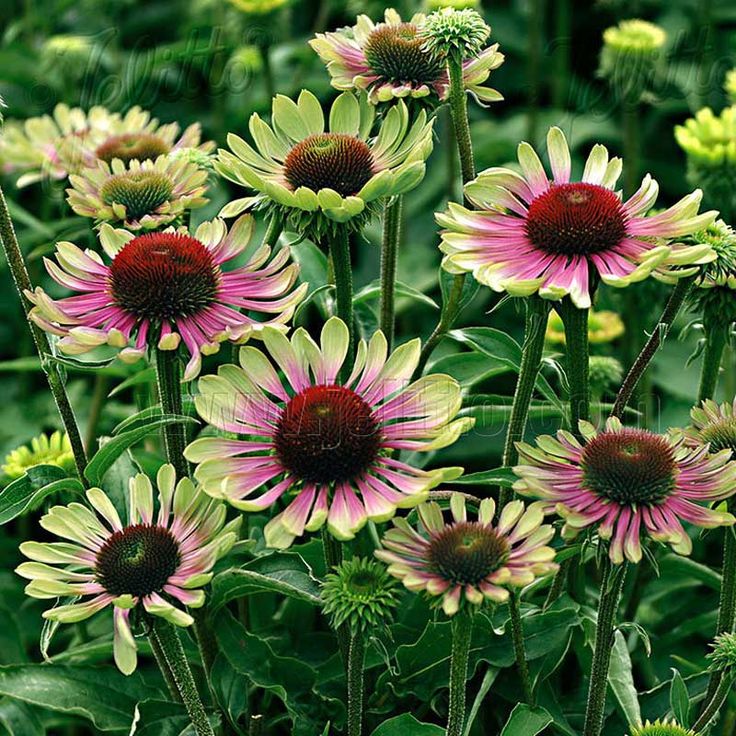 Echinacea Green Twister Sonnenhut Staude Echinacea Green Twister Sonnenhut Staude