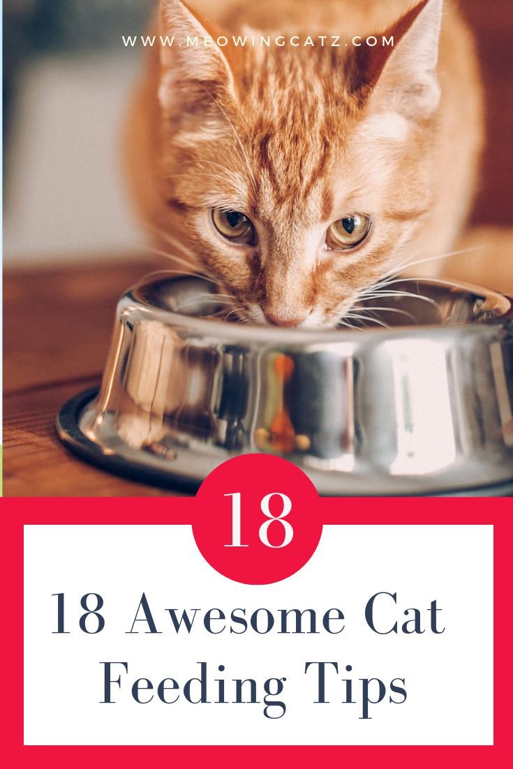 Pin On Awesome Cats Health Tips And Tricks