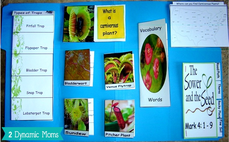 carnivorous plants essay Carnivorous plants: science and the literary imagination dr dawn sanders scientific associate natural history museum london email:dawn@gardensforlearningcom london. carnivorous plants essay Carnivorous plants: science and the literary imagination dr dawn sanders scientific associate natural history museum london email:dawn@gardensforlearningcom london.