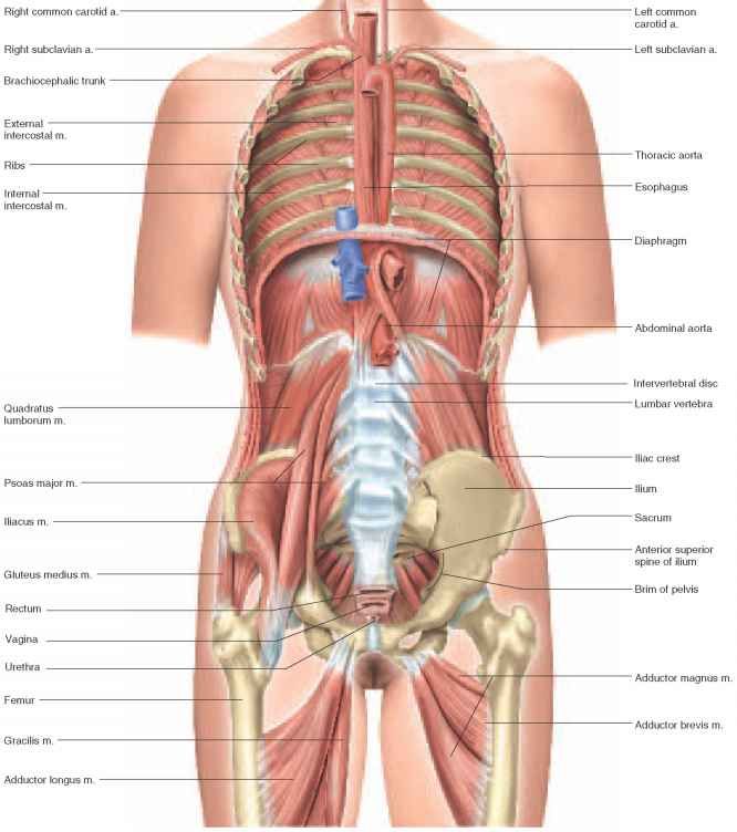 body organs diagram
