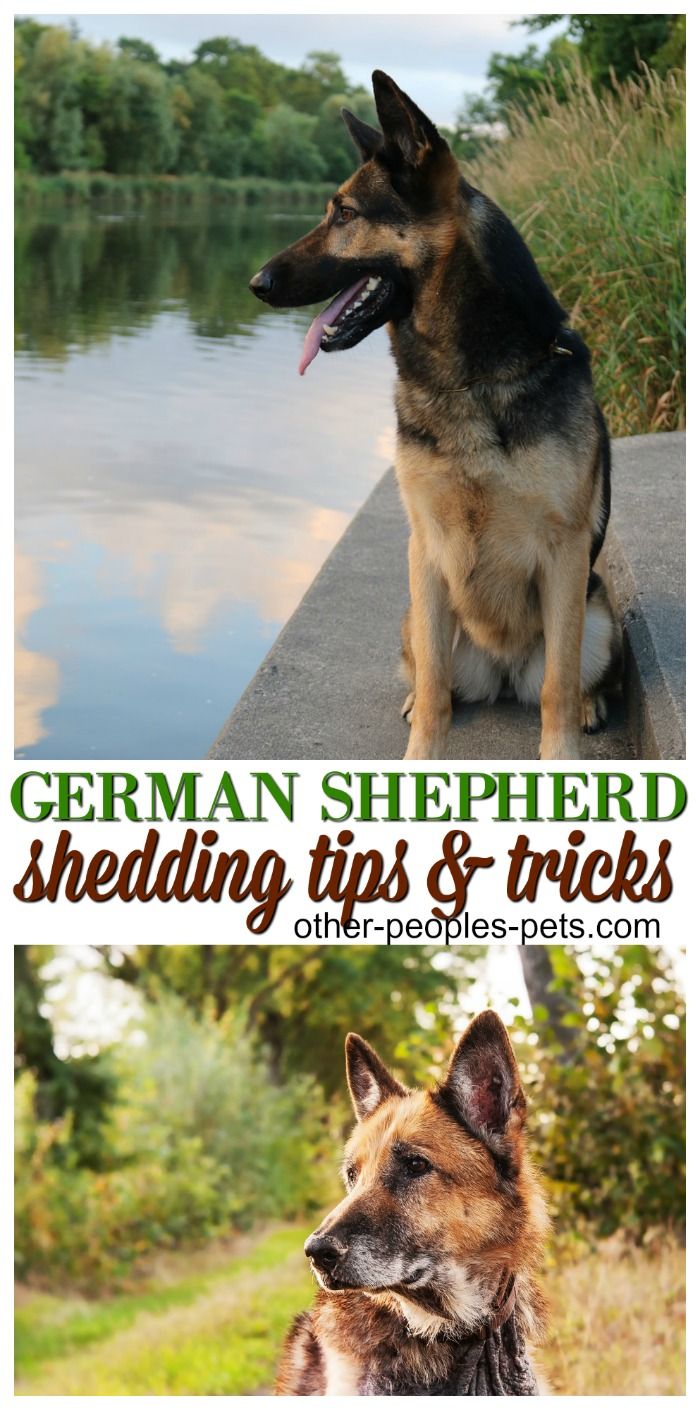 How Much Do German Shepherds Shed German Shepherd Shedding
