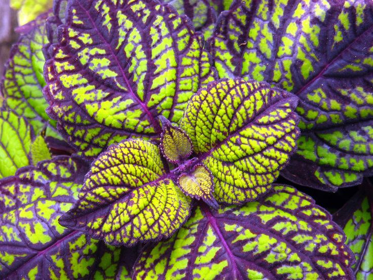Natural Images Of Nature Natural Images Of Nature