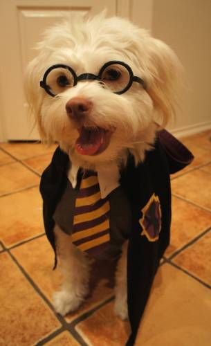 puppy pals names as 25 melhores ideias de harry potter names no anedotas de harry puppy pals names as 25 melhores ideias de harry potter names no anedotas de harry