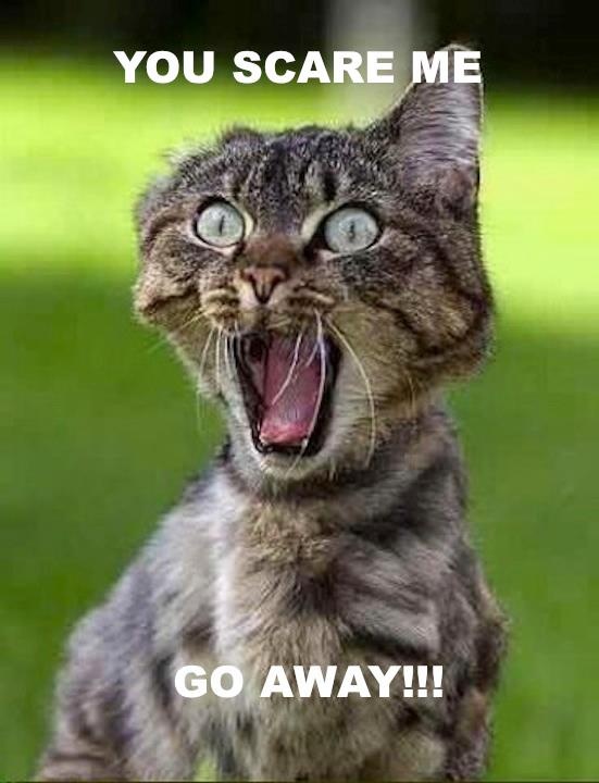 25 best cats scared cat images on pinterest kitty cats, funny e12f29127a72de73e8921ccf3c3993ea funny shit funny stuff 25 best cats scared cat images on pinterest kitty cats, funny