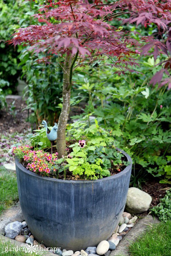 Pin On Resin Patio Pin On Resin Patio, Japanese Maple Container Garden