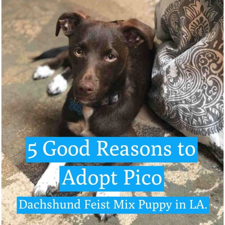 Looking For An Adorable Dachshund Mix Puppy For Adoption In Los