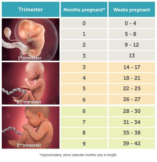Pregnancy Weeks To Months How Many Weeks Months And Trimesters In Pregnancy Weeks To Months How Many Weeks Months And Trimesters In