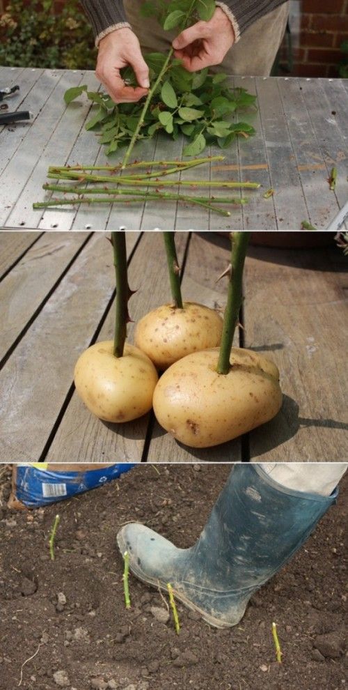Die besten 25+ Garten Ideen auf Pinterest Gärtnern, Outdoor und - gartenideen fur kleine garten Die besten 25+ Garten Ideen auf Pinterest Gärtnern, Outdoor und - gartenideen fur kleine garten
