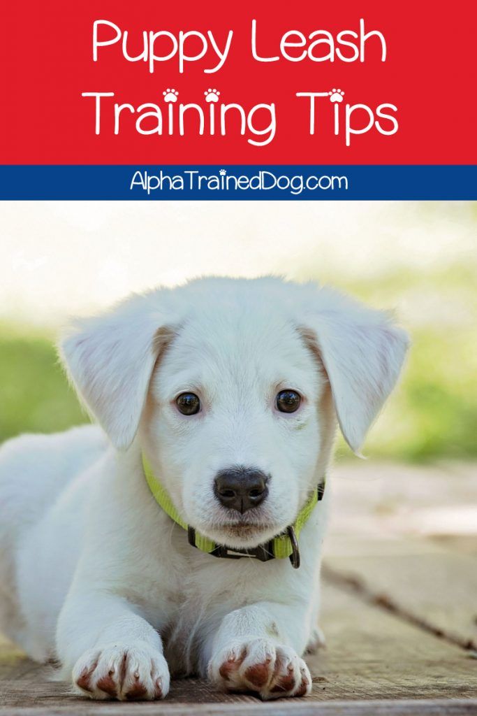 Do You Need Puppy Leash Training Tips On How To Teach Your Dog To
