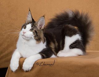 Maine Coon Cats For Sale In New Hampshire Maine Coon Cats For Sale In New Hampshire