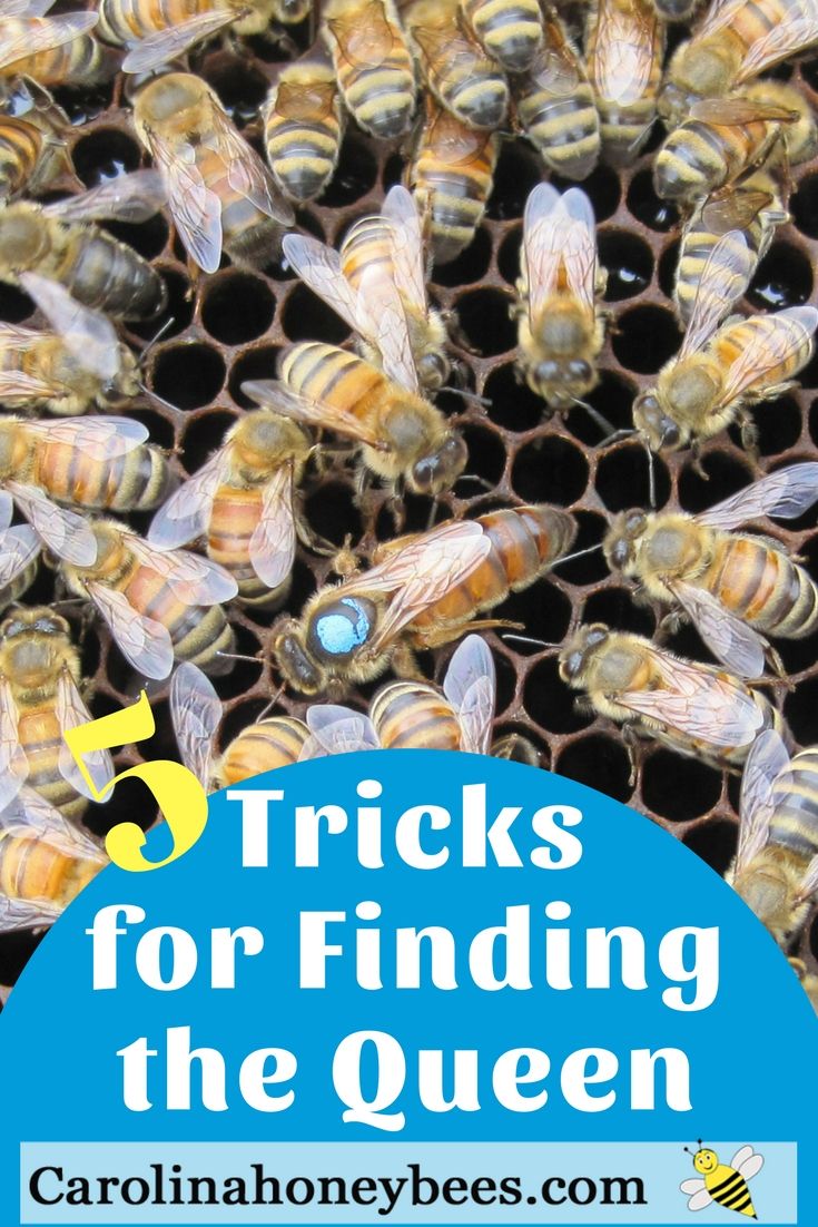 How To Identify Queen Bee In Hive