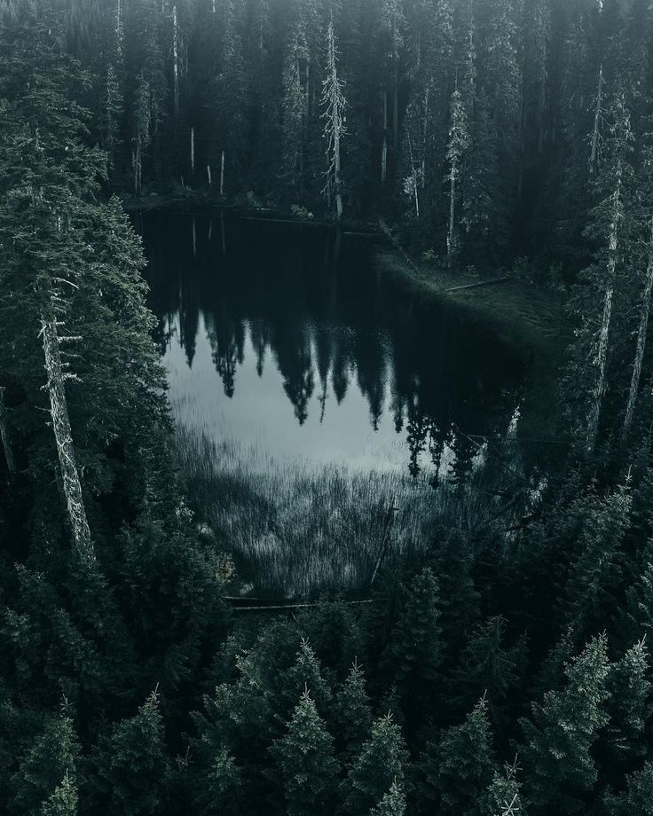 Breathtaking Moody And Mysterious Forest Photography By Dylan Furst Forest Photography Nature Aesthetic Landscape