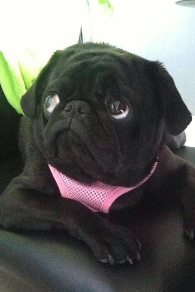 Dog Breed Bulging Eyes Dog Breed Bulging Eyes