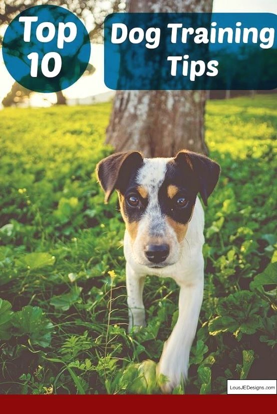 How Do You Train A Small Dog Not To Bark And Pics Of Tips To Train
