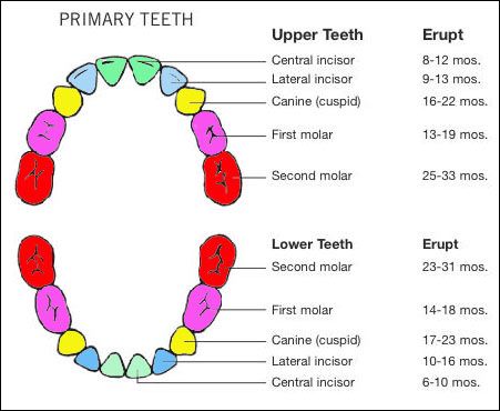 baby teething chart