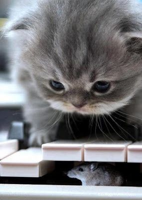 Imágenes de Gatos - Vol.6 (20 Fotos) #facebook_cover #portada_facebook
