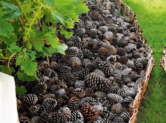 Garden Ideas To Keep Animals Out 100 best gardening images on pinterest | gardening, projects and Garden Ideas To Keep Animals Out 100 best gardening images on pinterest | gardening, projects and
