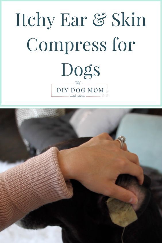 Home Remedy For Dog S Dry Skin And Itching Home Remedy For Dog S Dry Skin And Itching