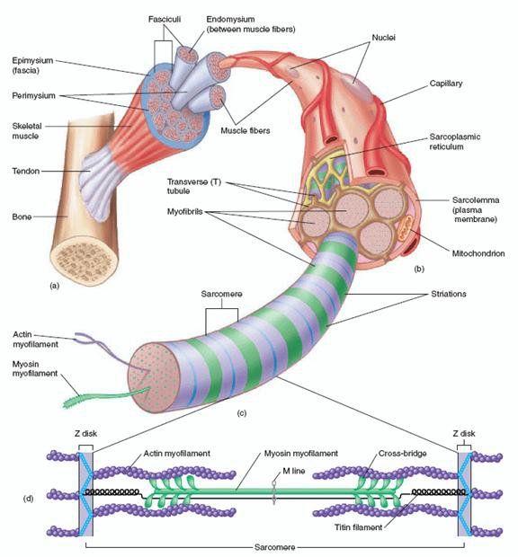 Les 12 meilleures images du tableau OS et MUSCLES du THORAX by SERENI