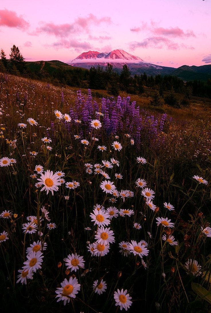 Pin by 🌸Sophie T 🌸 on Pretty flower fields in 2020 Nature photography