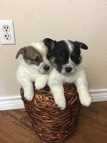 Cowboy Corgi puppy for sale in GEORGETOWN, TX. ADN-69018 ...
