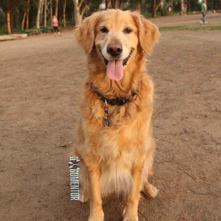 Abigail Golden Retriever 7 Y O Grape St Dog Park One Time