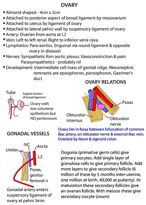 Instant Anatomy 4th Edition Pdf