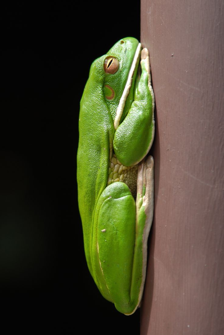 tree frog daintree rainforest
