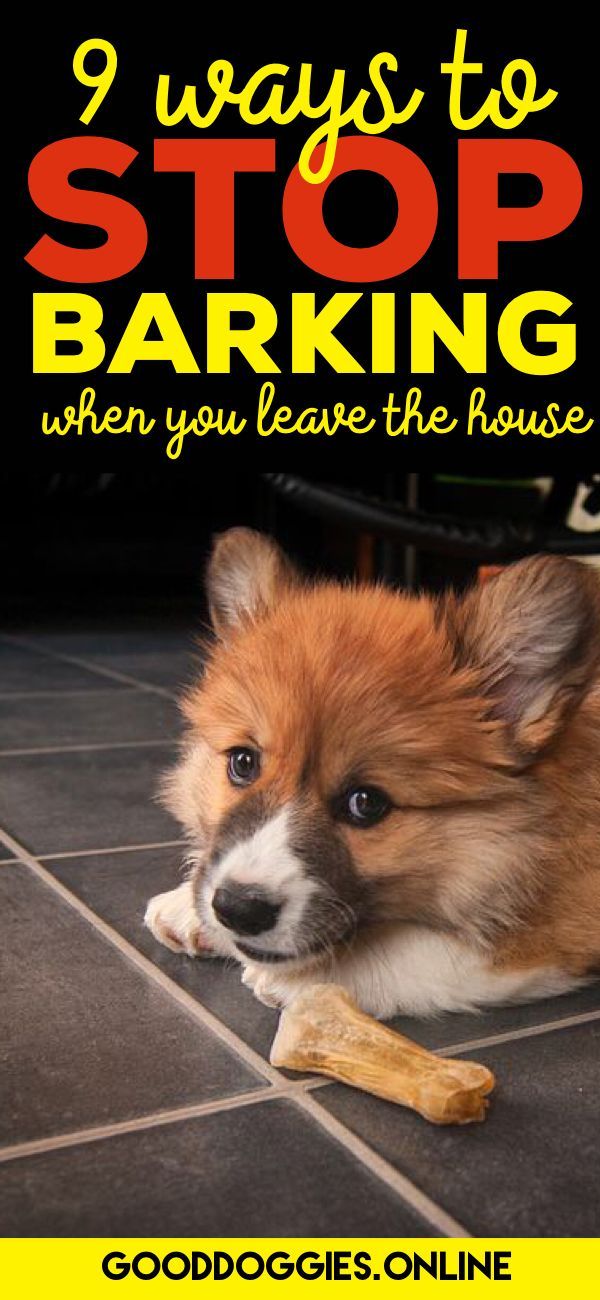 How To Stop A Dog From Barking When You Leave House Dog Training