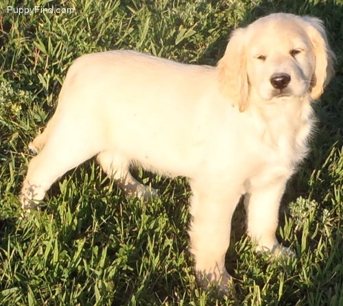 miniature golden cocker retriever for sale best 25 golden cocker retriever ideas on cocker spaniel mix golden miniature golden cocker retriever for sale best 25 golden cocker retriever ideas on cocker spaniel mix golden