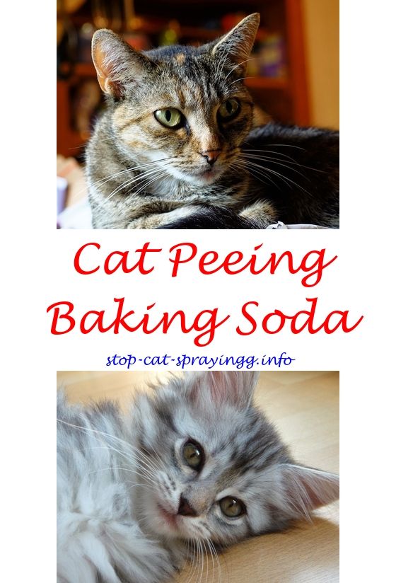 Have hit Why is cat peeing on couch happiness! Opinion you Why is cat peeing on couch was