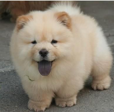 how do you make puppy chow 596 best chow chows images on doggies puppys and dogs how do you make puppy chow 596 best chow chows images on doggies puppys and dogs