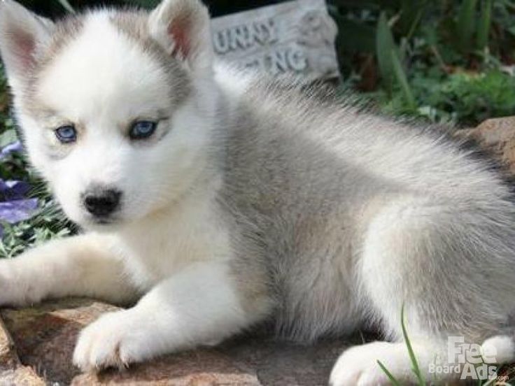 husky puppies for sale in mo best 25 husky puppies for sale ideas on pomsky for sale pomeranian husky puppies for sale in mo best 25 husky puppies for sale ideas on pomsky for sale pomeranian