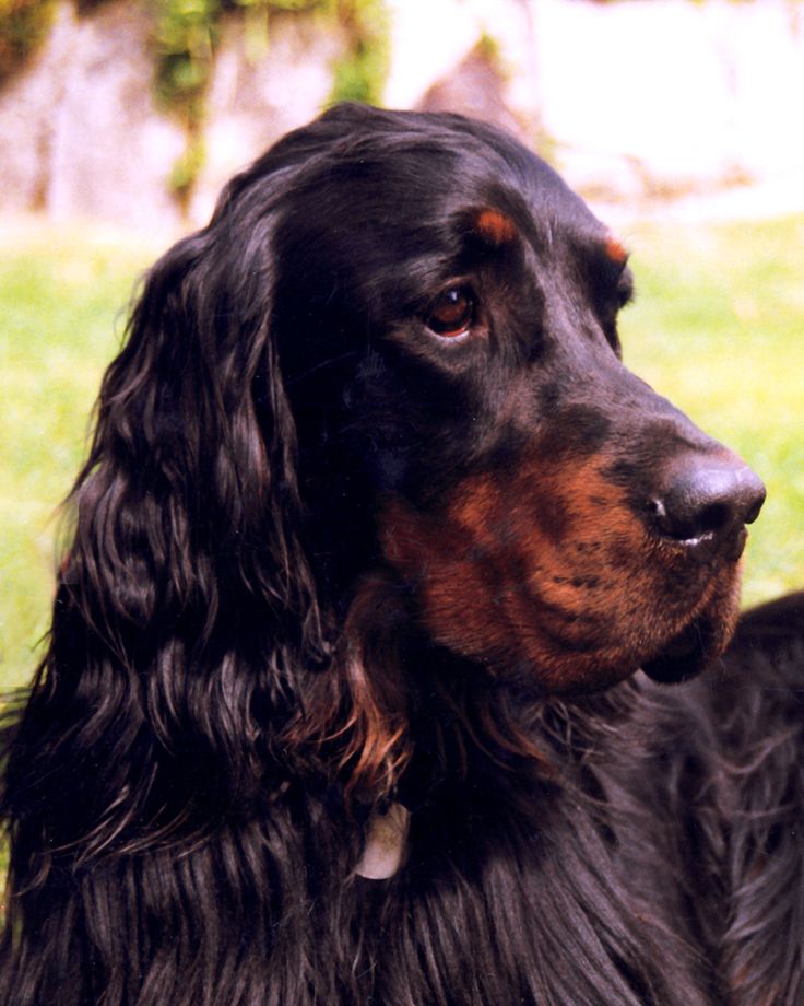 Gordon Setter Dog Names | 64 best gordon setters images on pinterest dogs english Gordon Setter Dog Names | 64 best gordon setters images on pinterest dogs english