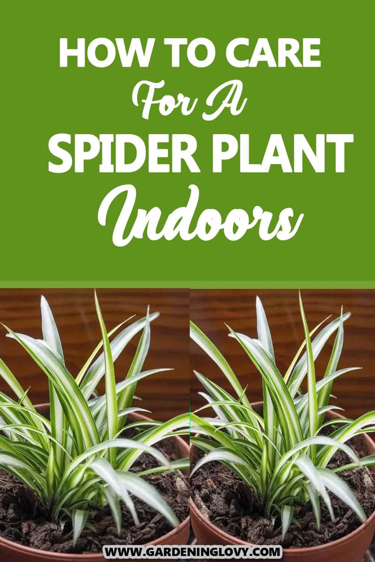 The Ultimate Spider Plant Care Guide