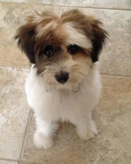 Can Dogs Have Hair Instead Of Fur Can Dogs Have Hair Instead Of Fur