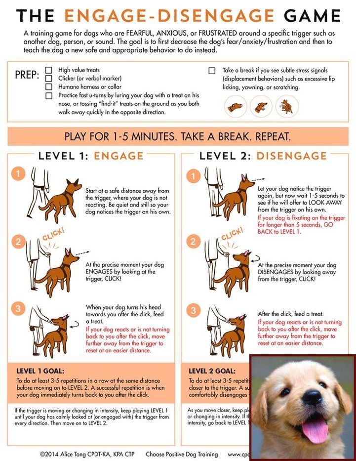 House Training Your Puppy Video And Clicker Training Dogs Tricks